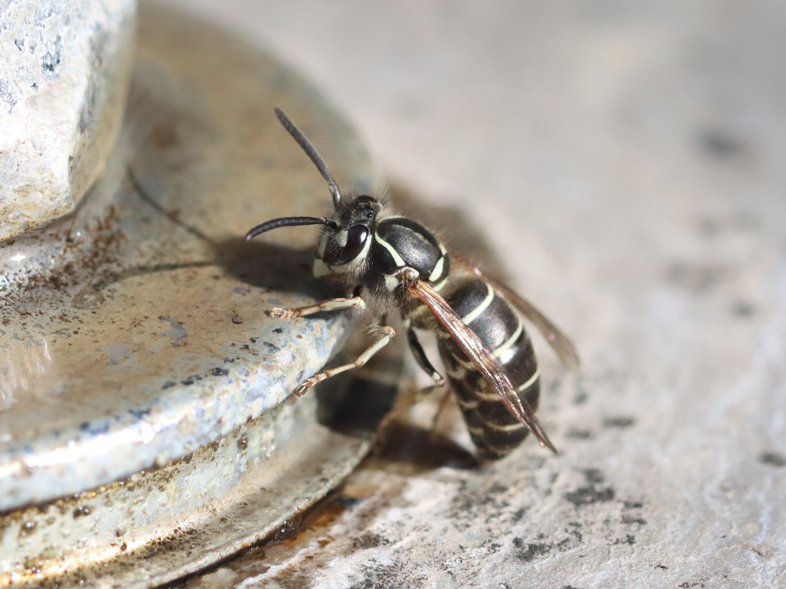 クロスズメバチ